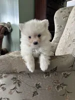 Simon, a male Pomeranian for sale in Cherokee, AL – 8 of 10