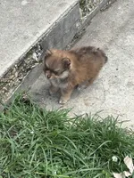 Hershey, a male Pomeranian for sale in Cherokee, AL – 8 of 8