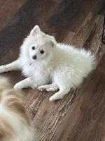 Eli, a male Pomeranian for sale in Cherokee, AL – 8 of 10