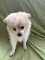 Penelope , a female Pomeranian for sale in Cherokee, AL – 6 of 8