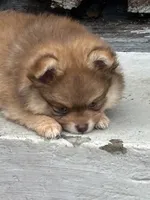 Hershey, a male Pomeranian for sale in Cherokee, AL – 5 of 8