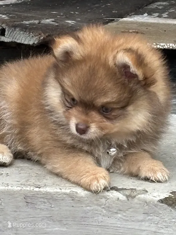 Hershey – Pomeranian puppy for sale in Cherokee, AL