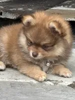 Hershey, a male Pomeranian for sale in Cherokee, AL – 1 of 8