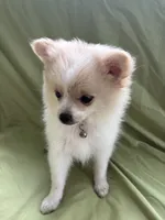 Penelope , a female Pomeranian for sale in Cherokee, AL – 8 of 8