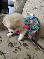 Penelope , a female Pomeranian for sale in Cherokee, AL – 6 of 10