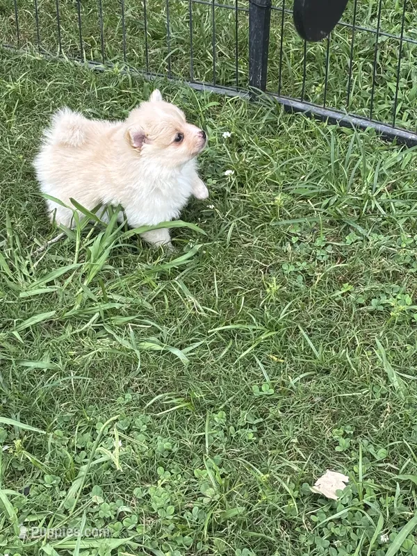 Lola – Pomeranian puppy for sale in Cherokee, AL