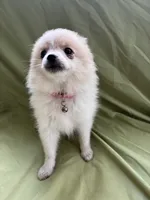 Penelope , a female Pomeranian for sale in Cherokee, AL – 7 of 8