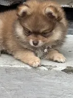 Hershey, a male Pomeranian for sale in Cherokee, AL – 4 of 8