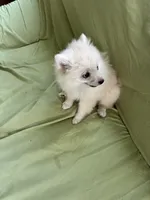 Simon, a male Pomeranian for sale in Cherokee, AL – 7 of 7