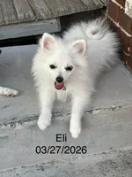 Eli, a male Pomeranian for sale in Cherokee, AL – 3 of 10