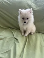Simon, a male Pomeranian for sale in Cherokee, AL – 2 of 7