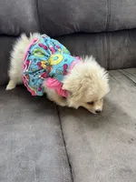 Lola, a female Pomeranian for sale in Cherokee, AL – 6 of 8