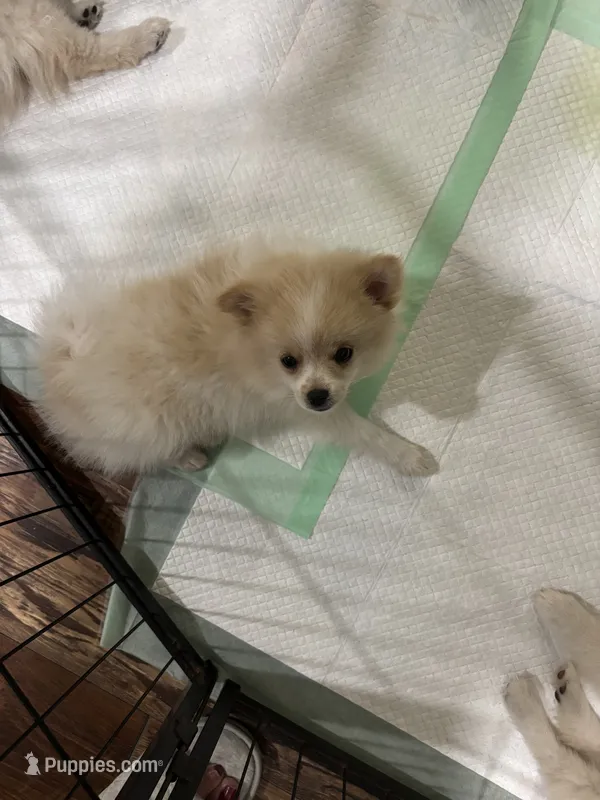 Penelope  – Pomeranian puppy for sale in Cherokee, AL