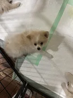 Penelope , a female Pomeranian for sale in Cherokee, AL – 2 of 8