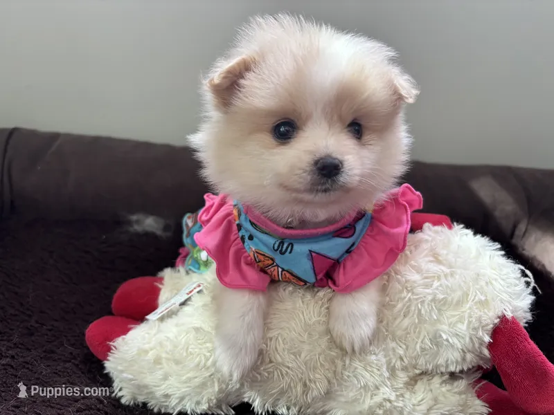 Penelope  – Pomeranian puppy for sale in Cherokee, AL