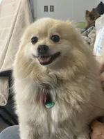 Simon, a male Pomeranian for sale in Cherokee, AL – 9 of 10
