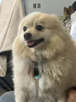 Simon, a male Pomeranian for sale in Cherokee, AL – 9 of 10