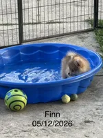 Finn, a male Pomeranian for sale in Cherokee, AL – 3 of 10