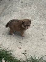 Hershey, a male Pomeranian for sale in Cherokee, AL – 7 of 8