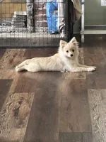 Simon, a male Pomeranian for sale in Cherokee, AL – 6 of 10