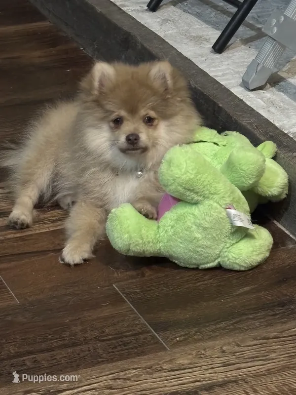 Finn – Pomeranian puppy for sale in Cherokee, AL