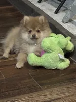 Finn, a male Pomeranian for sale in Cherokee, AL – 1 of 10