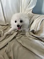 Elle, a female Pomeranian for sale in Cherokee, AL – 4 of 10