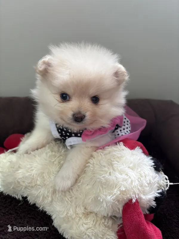 Jennifer aka J.J. – Pomeranian puppy for sale in Cherokee, AL