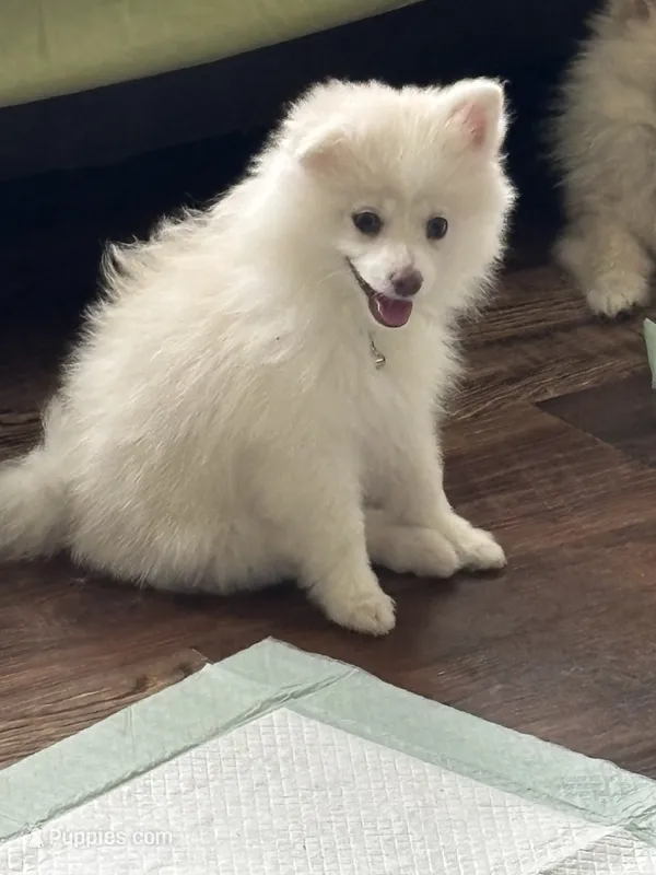 Samson – Pomeranian puppy for sale in Cherokee, AL