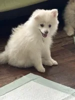 Samson, a male Pomeranian for sale in Cherokee, AL – 5 of 7