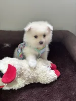Elle, a female Pomeranian for sale in Cherokee, AL – 9 of 10