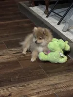 Finn, a male Pomeranian for sale in Cherokee, AL – 5 of 10