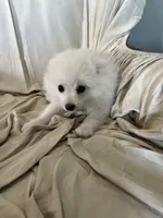 Elle, a female Pomeranian for sale in Cherokee, AL – 6 of 10