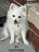 Eli, a male Pomeranian for sale in Cherokee, AL – 4 of 10