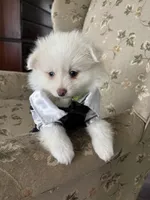 Samson, a male Pomeranian for sale in Cherokee, AL – 7 of 10