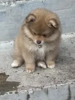 Finn, a male Pomeranian for sale in Cherokee, AL – 6 of 8