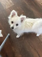 Eli, a male Pomeranian for sale in Cherokee, AL – 5 of 10