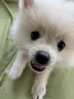 Eli, a male Pomeranian for sale in Cherokee, AL – 5 of 6