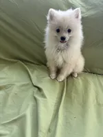 Simon, a male Pomeranian for sale in Cherokee, AL – 4 of 7