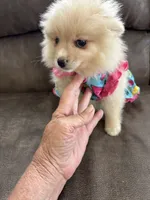 Lola, a female Pomeranian for sale in Cherokee, AL – 2 of 8