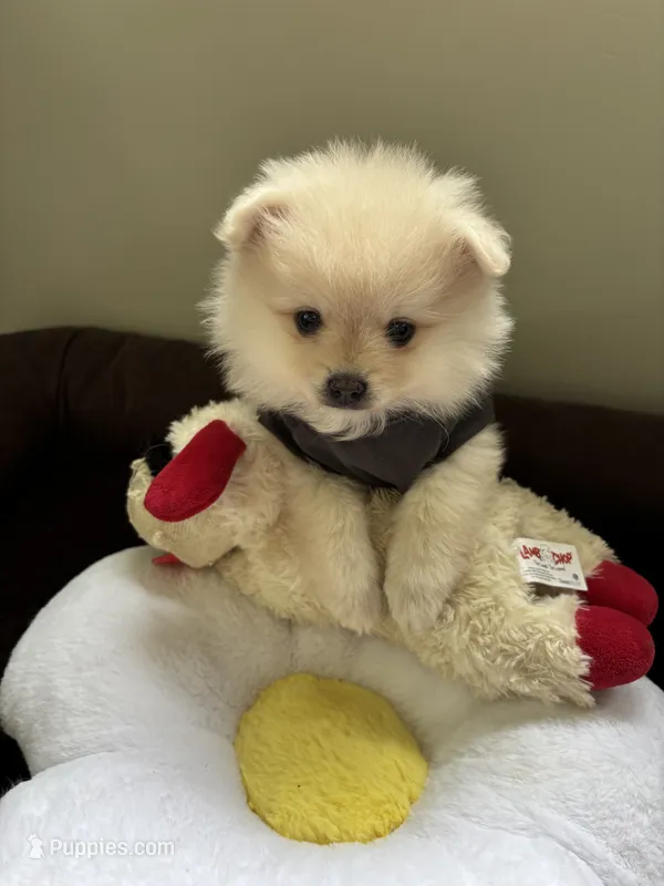 Gideon  – Pomeranian puppy for sale in Cherokee, AL