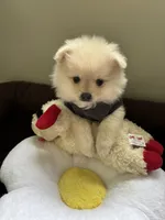 Gideon , a male Pomeranian for sale in Cherokee, AL – 1 of 10