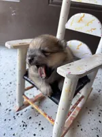 Derek, a male Pomeranian for sale in Cherokee, AL – 4 of 5