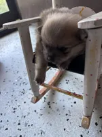 Derek, a male Pomeranian for sale in Cherokee, AL – 1 of 5