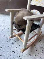 Derek, a male Pomeranian for sale in Cherokee, AL – 2 of 5