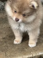 Finn, a male Pomeranian for sale in Cherokee, AL – 5 of 8