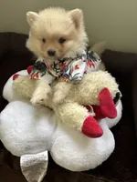 Simon, a male Pomeranian for sale in Cherokee, AL – 3 of 10