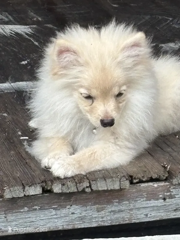 Simon – Pomeranian puppy for sale in Cherokee, AL