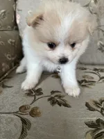 Penelope , a female Pomeranian for sale in Cherokee, AL – 2 of 10