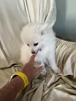 Elle, a female Pomeranian for sale in Cherokee, AL – 7 of 10